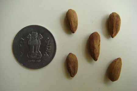 Azadirachta indica (Neem)